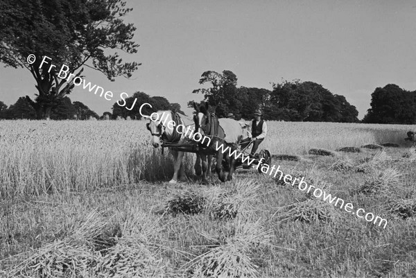 HARVESTING WHEAT